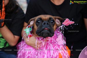 Dogs Halloween party by IXORA Corporate Services 