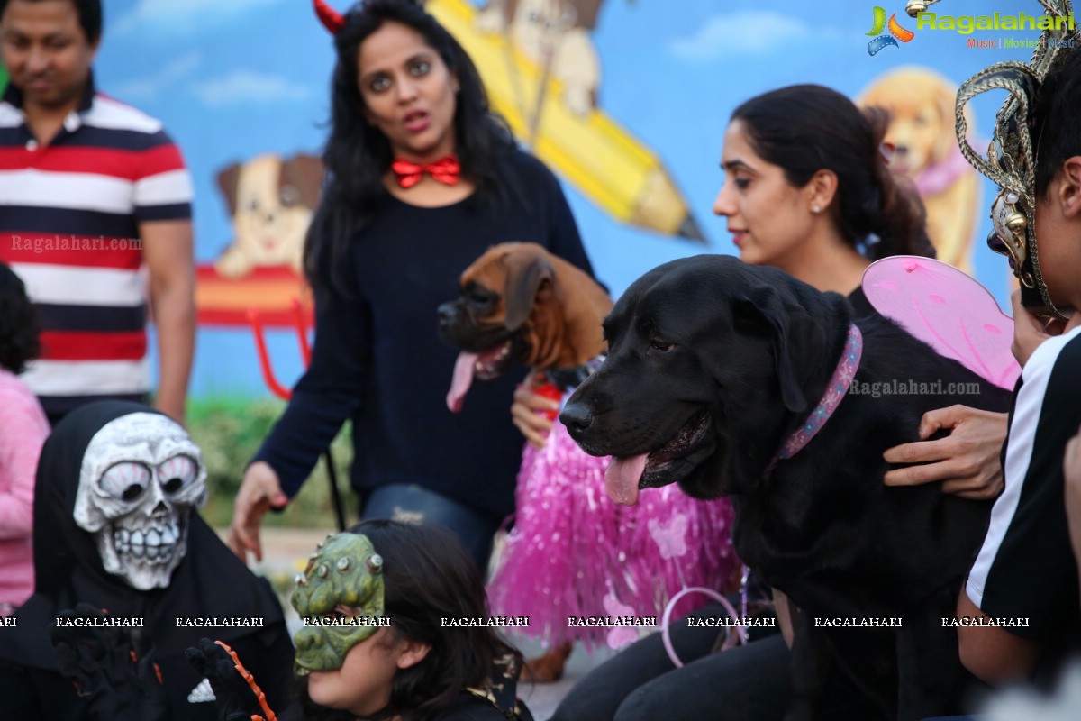 Dogs Halloween - Unique Celebrations by IXORA Corporate Services 