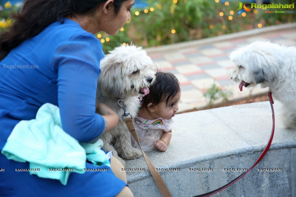 Dogs Halloween - Unique Celebrations by IXORA Corporate Services 