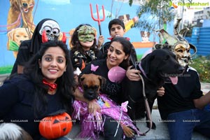 Dogs Halloween party by IXORA Corporate Services 