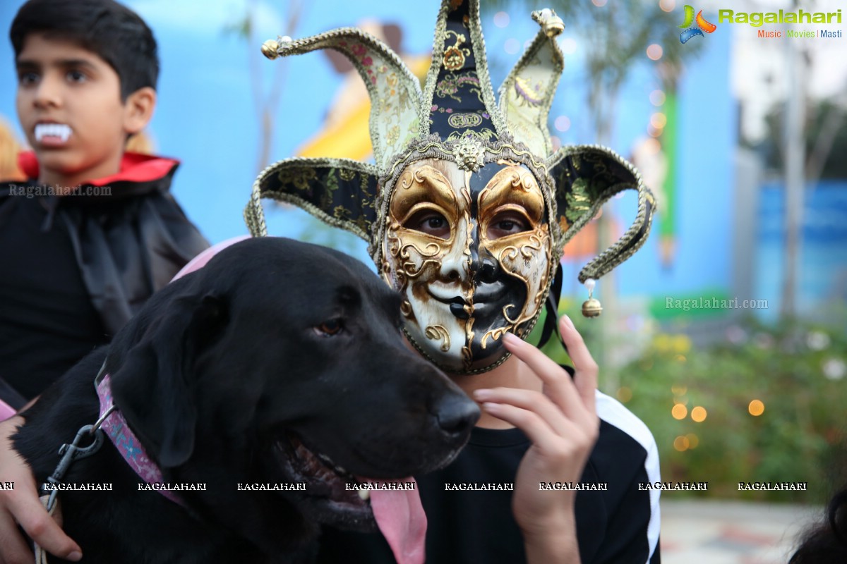 Dogs Halloween - Unique Celebrations by IXORA Corporate Services 