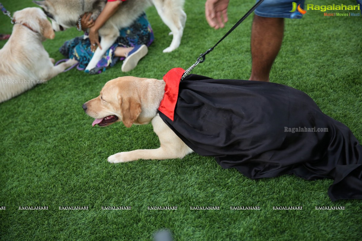 Dogs Halloween - Unique Celebrations by IXORA Corporate Services 