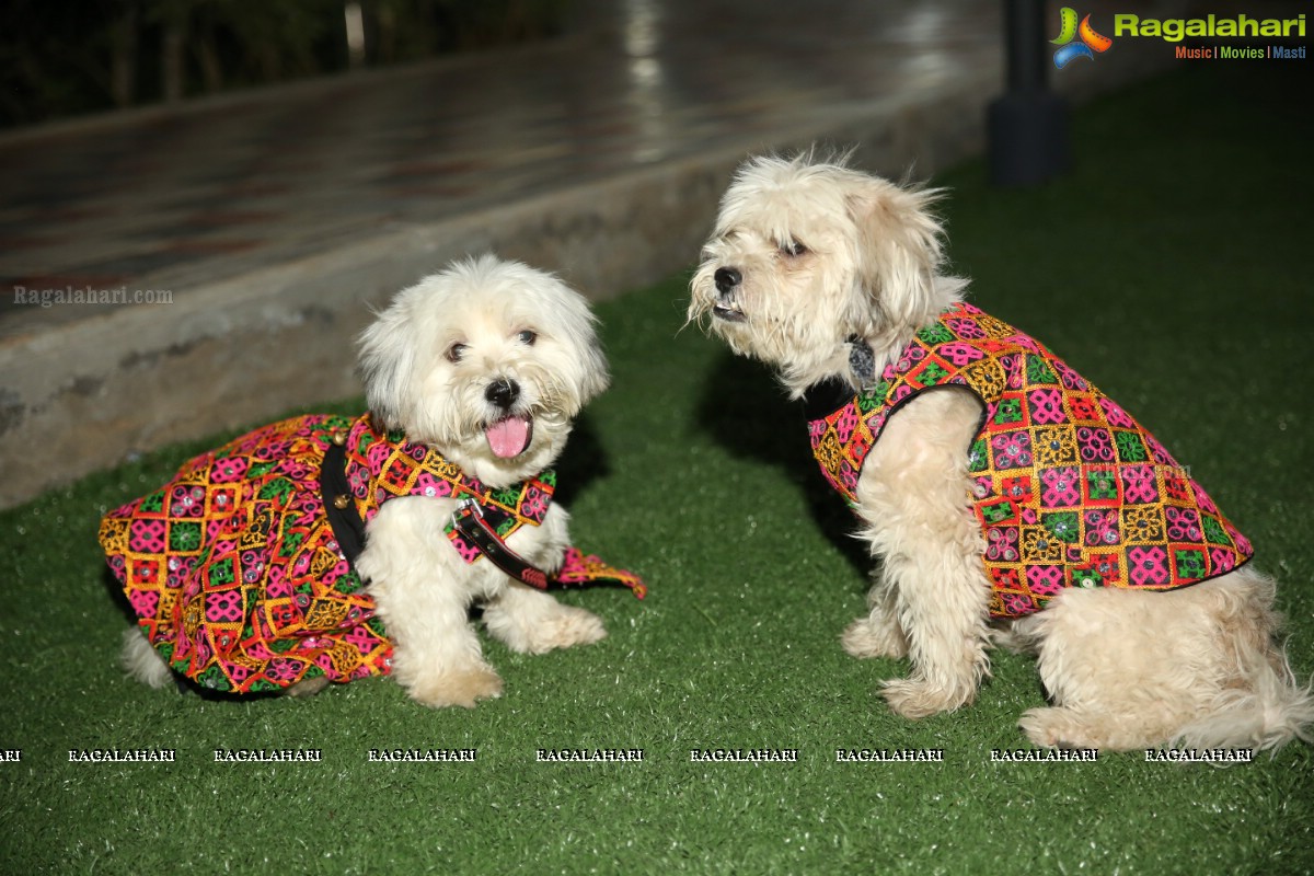 Dogs Halloween - Unique Celebrations by IXORA Corporate Services 