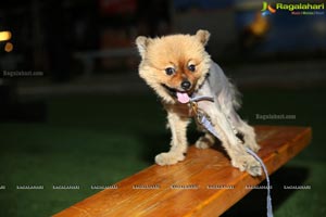 Dogs Halloween party by IXORA Corporate Services 