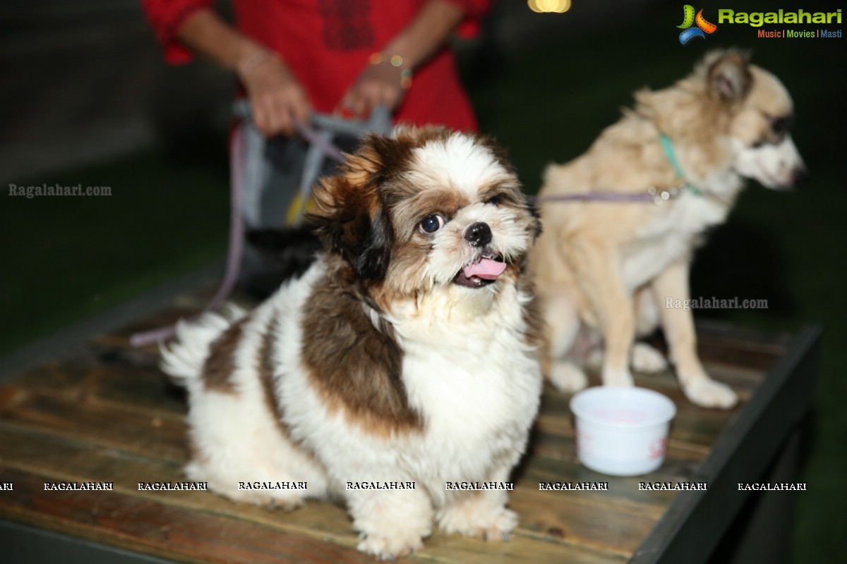 Dogs Halloween - Unique Celebrations by IXORA Corporate Services 