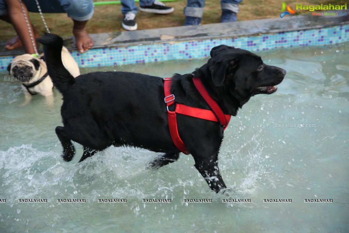 GHMC 2nd Loocafe Launch & Session on 'Safeguarding pets during Diwali' @ The Dog Park