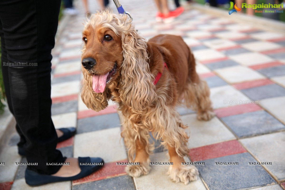 GHMC 2nd Loocafe Launch & Session on 'Safeguarding pets during Diwali' @ The Dog Park