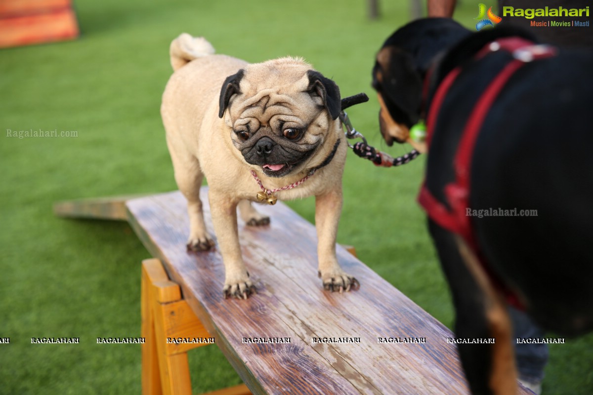 GHMC 2nd Loocafe Launch & Session on 'Safeguarding pets during Diwali' @ The Dog Park