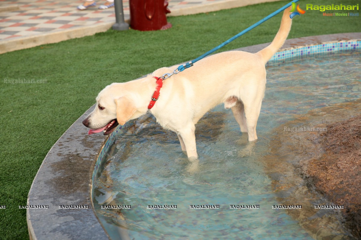 GHMC 2nd Loocafe Launch & Session on 'Safeguarding pets during Diwali' @ The Dog Park