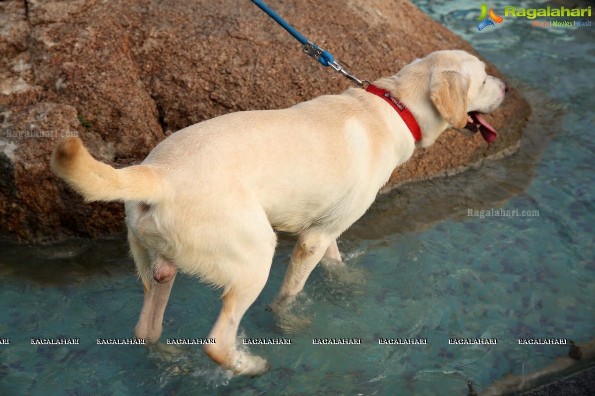 GHMC 2nd Loocafe Launch & Session on 'Safeguarding pets during Diwali' @ The Dog Park