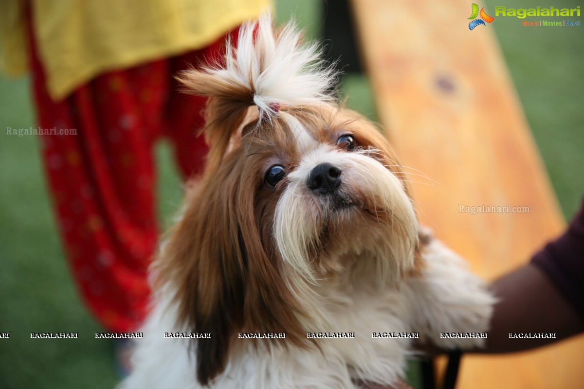 GHMC 2nd Loocafe Launch & Session on 'Safeguarding pets during Diwali' @ The Dog Park