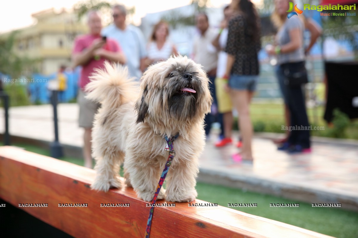 GHMC 2nd Loocafe Launch & Session on 'Safeguarding pets during Diwali' @ The Dog Park