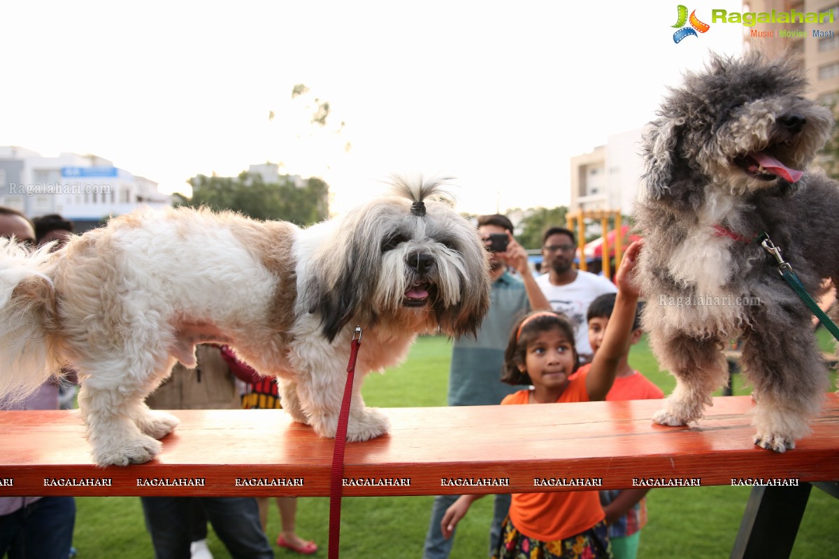 GHMC 2nd Loocafe Launch & Session on 'Safeguarding pets during Diwali' @ The Dog Park