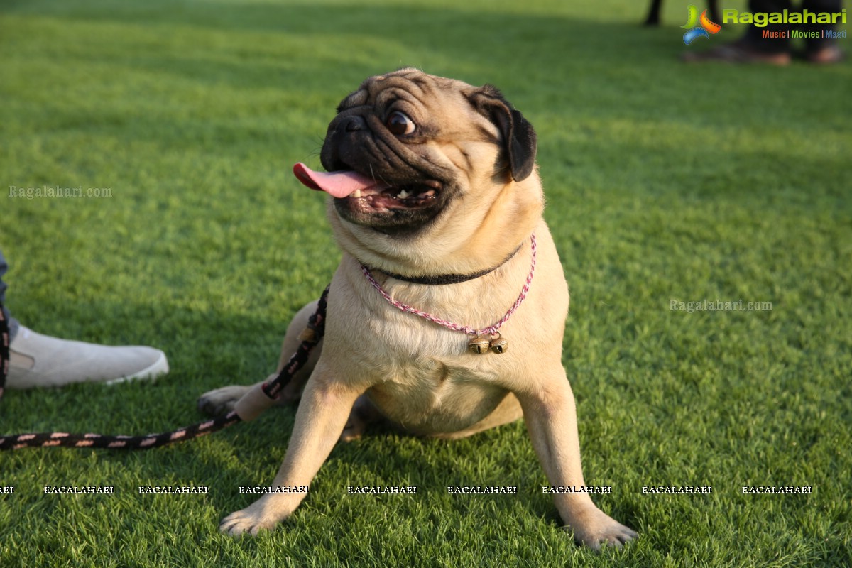 GHMC 2nd Loocafe Launch & Session on 'Safeguarding pets during Diwali' @ The Dog Park