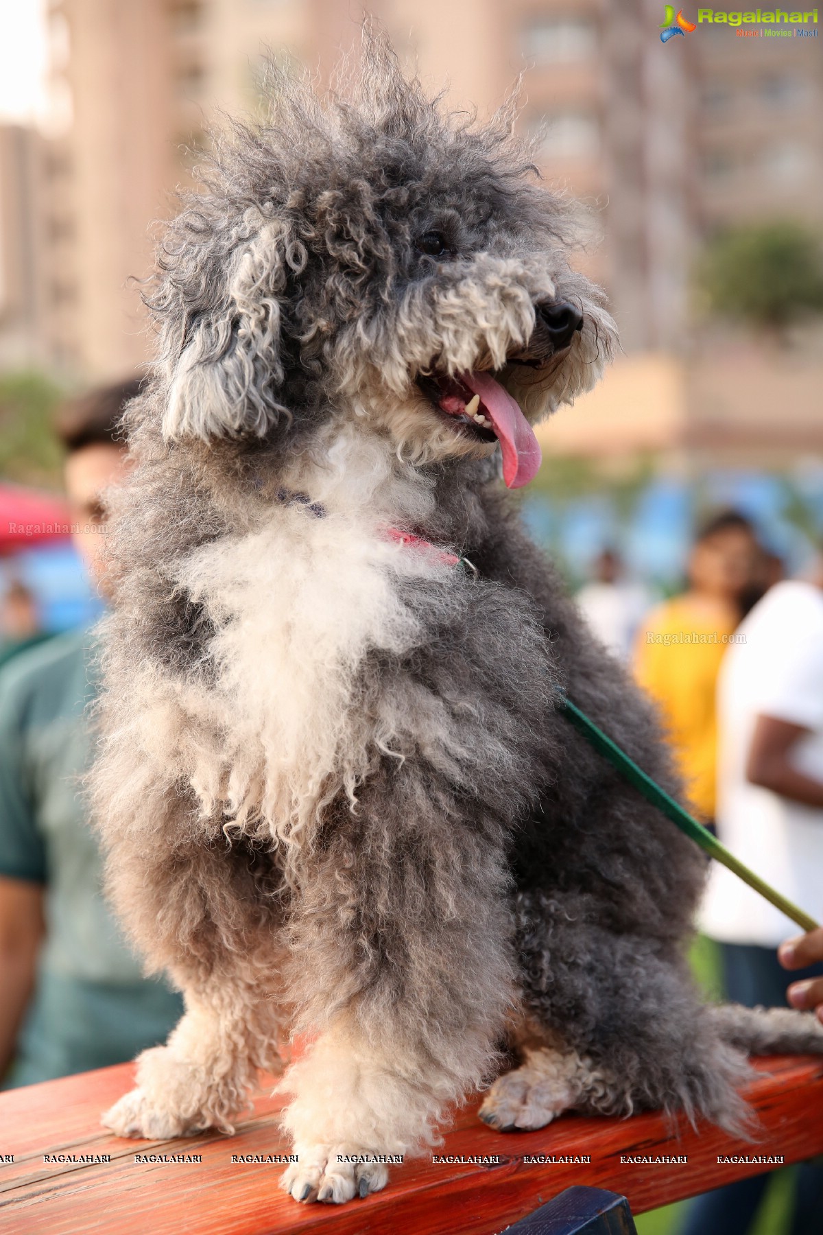 GHMC 2nd Loocafe Launch & Session on 'Safeguarding pets during Diwali' @ The Dog Park