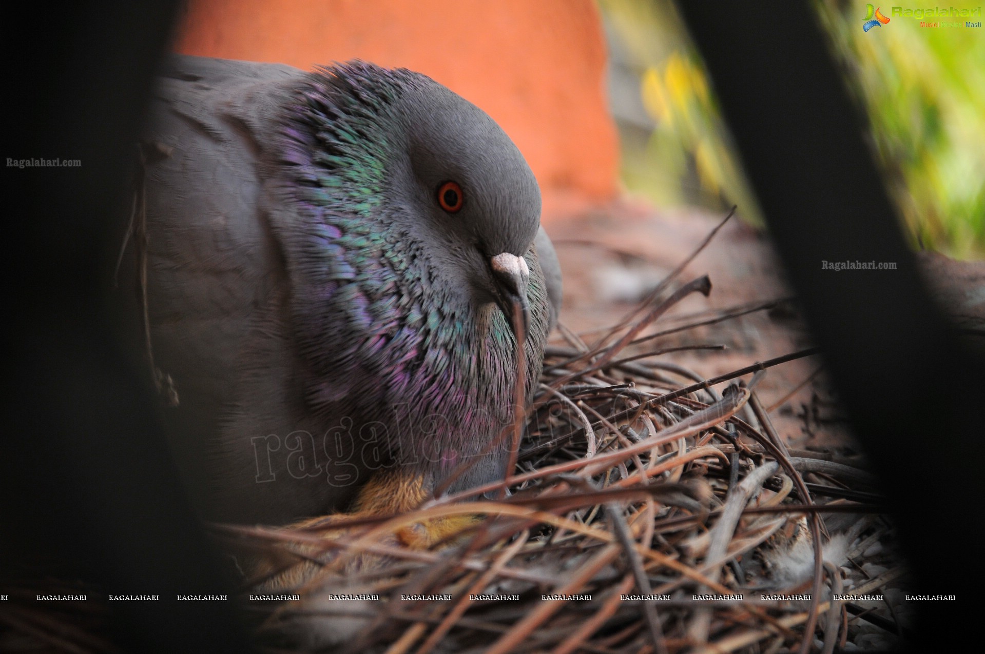 Pigeon with her Nestlings - Nikhil's Photography