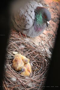 Baby Pigeon Photos
