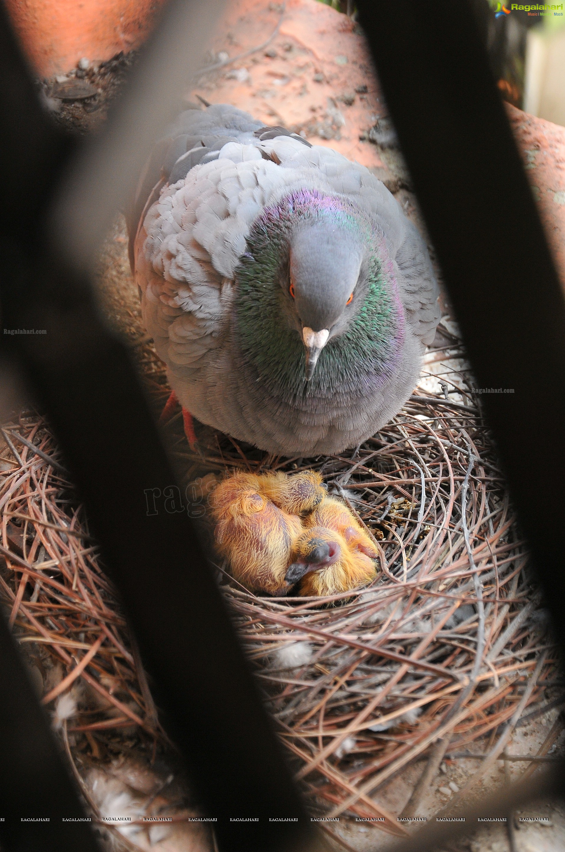 Pigeon with her Nestlings - Nikhil's Photography