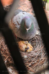 Baby Pigeon Photos