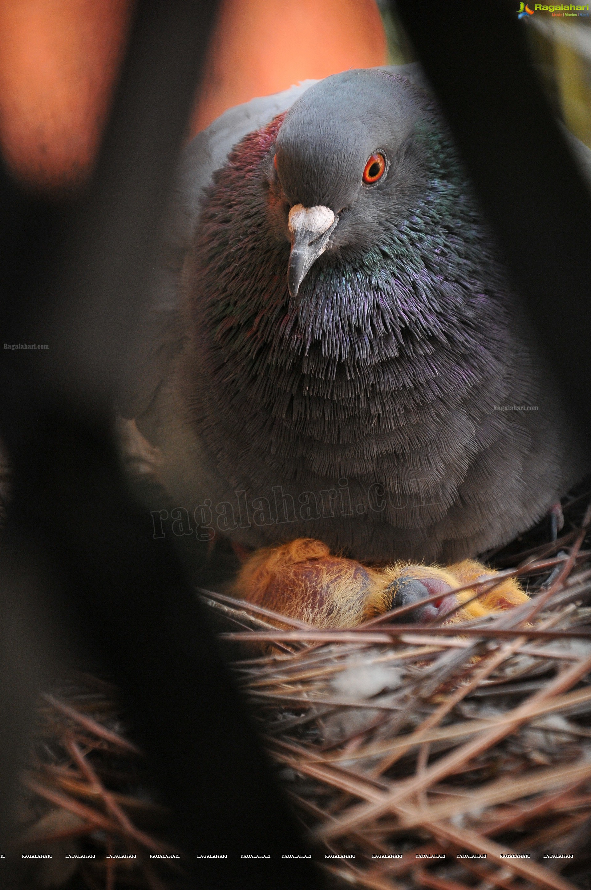 Pigeon with her Nestlings - Nikhil's Photography