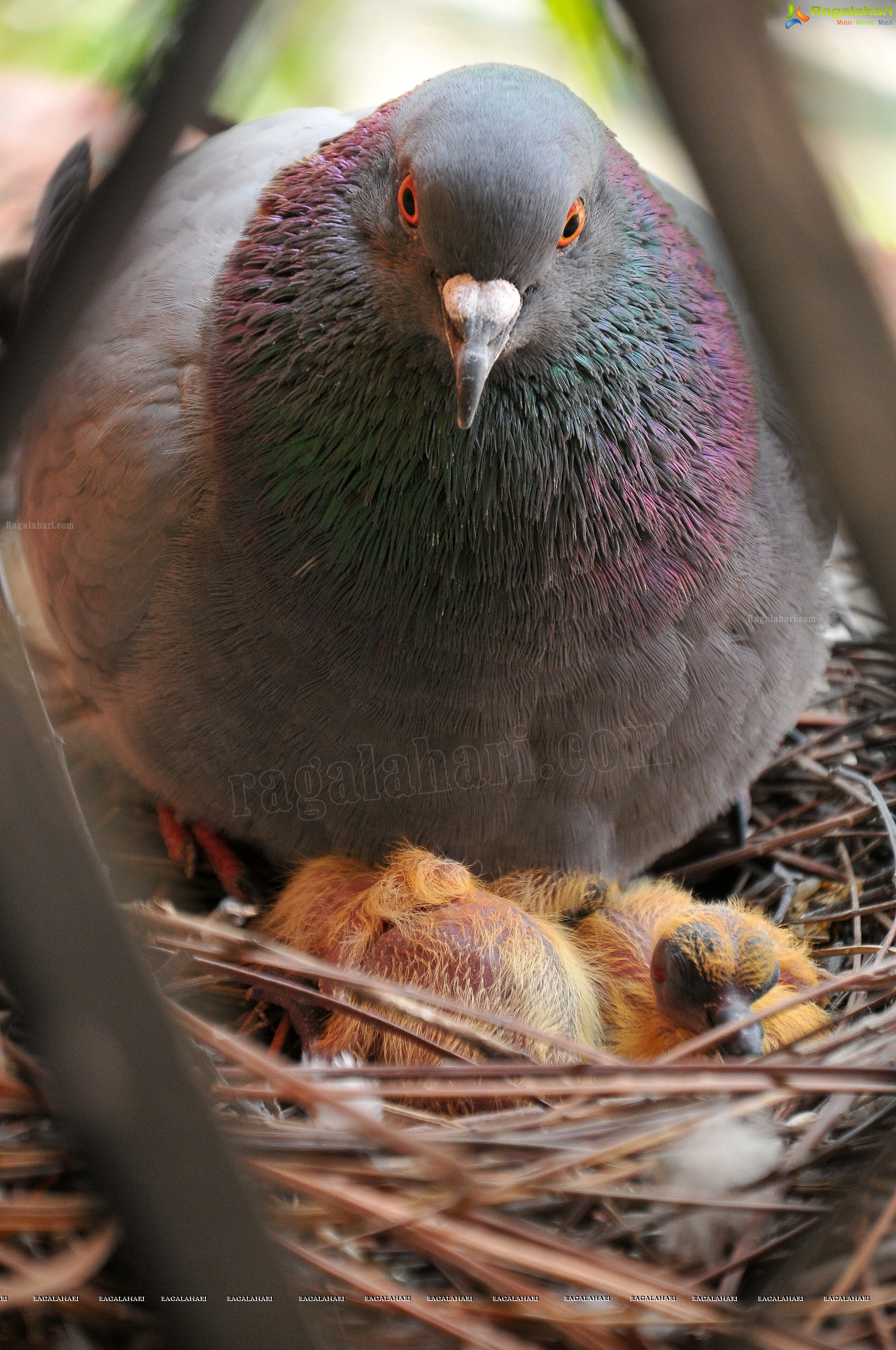 Pigeon with her Nestlings - Nikhil's Photography