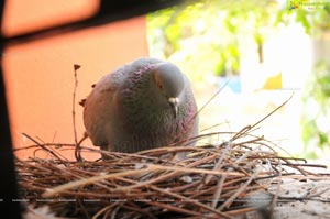 Baby Pigeon Photos