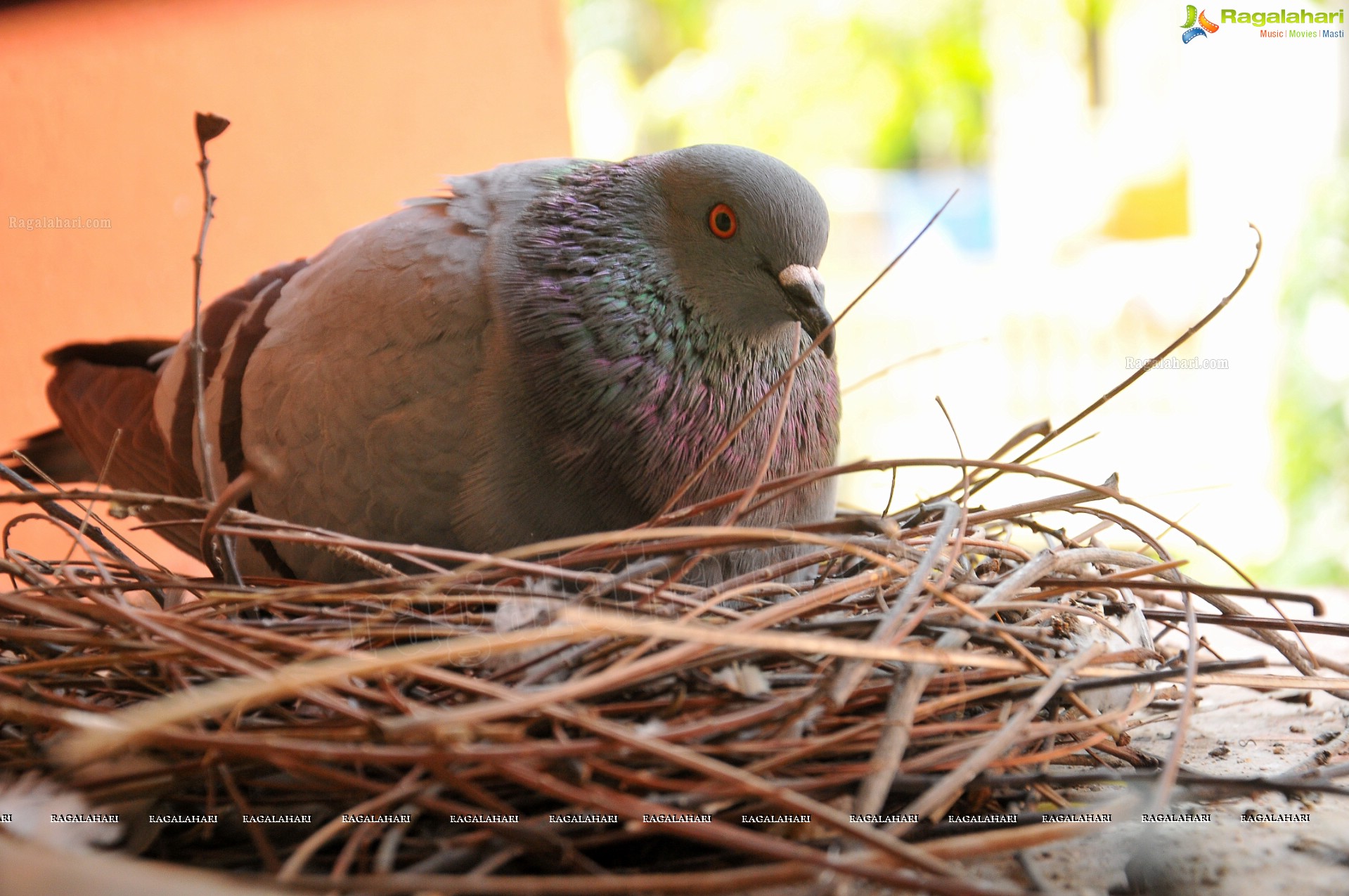 Pigeon with her Nestlings - Nikhil's Photography