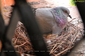 Baby Pigeon Photos