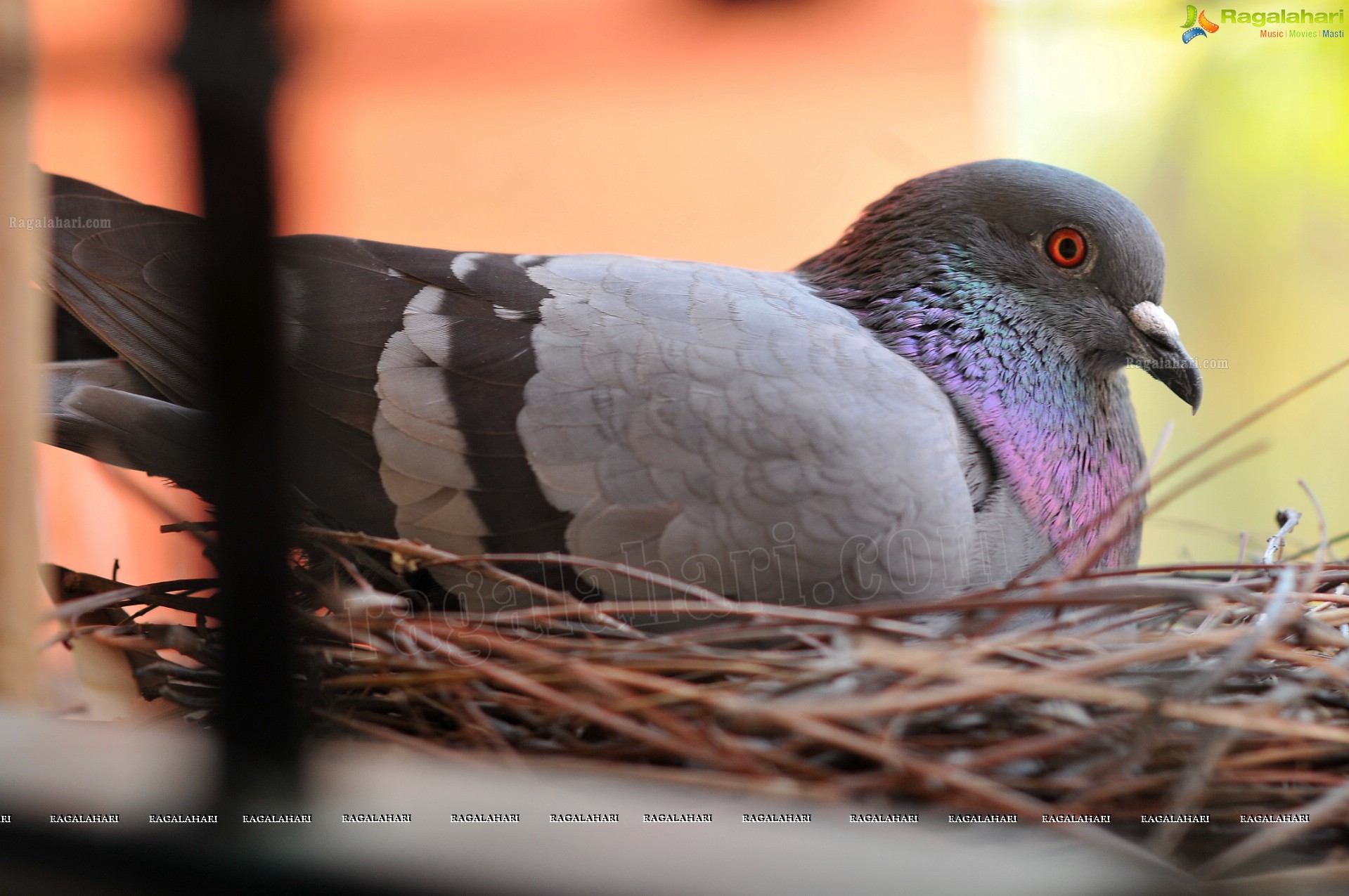 Pigeon with her Nestlings - Nikhil's Photography