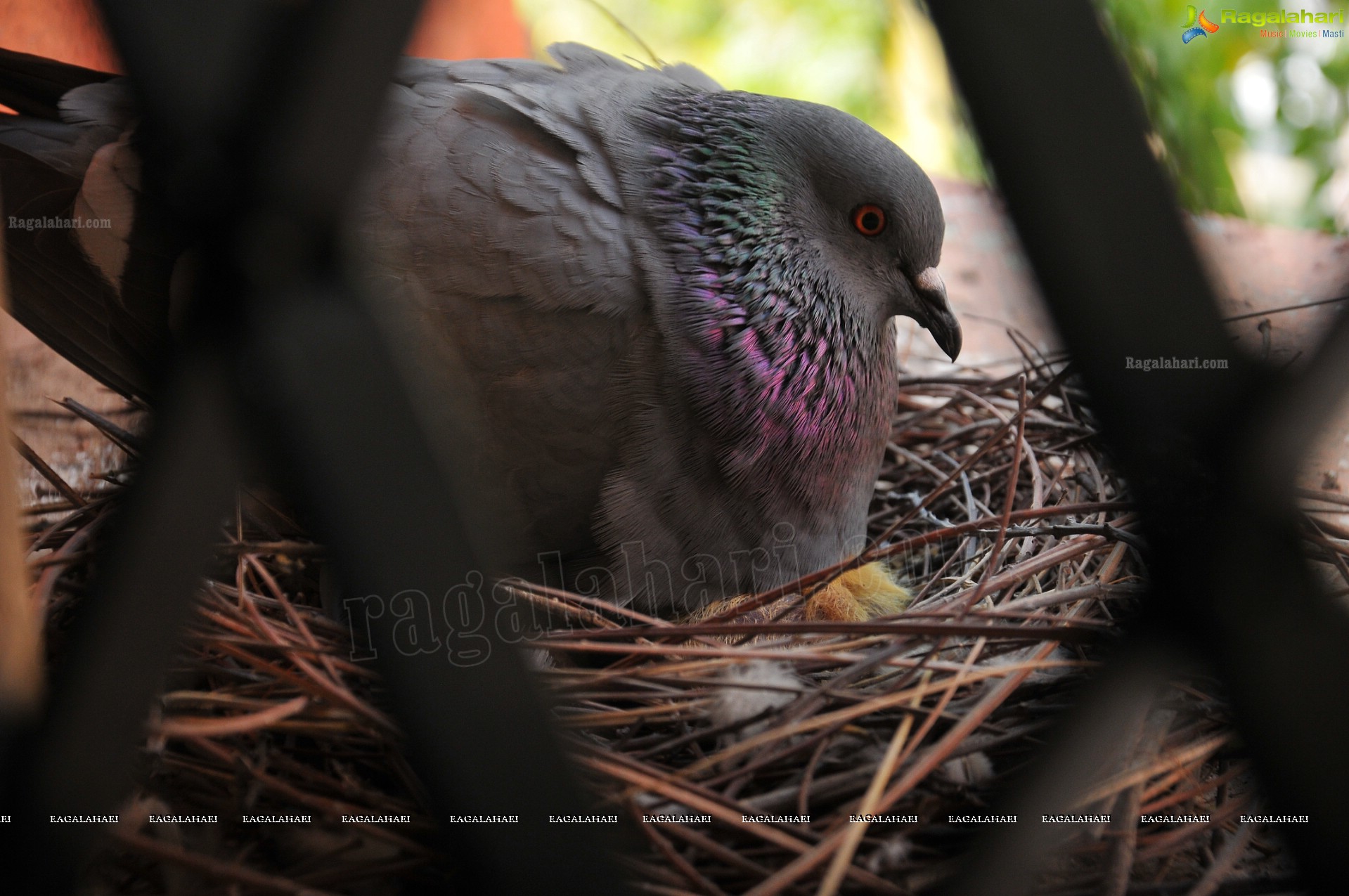 Pigeon with her Nestlings - Nikhil's Photography