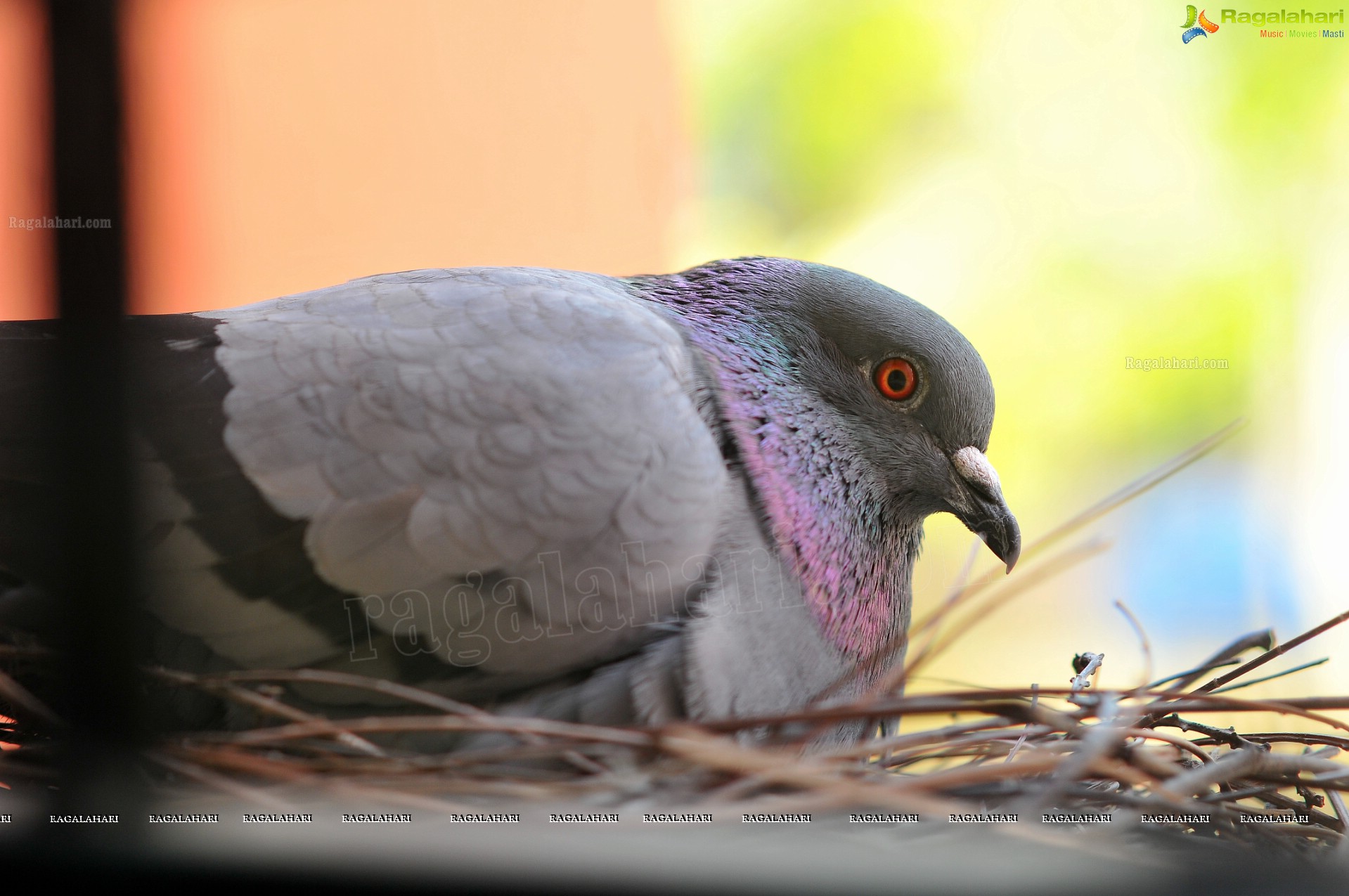 Pigeon with her Nestlings - Nikhil's Photography