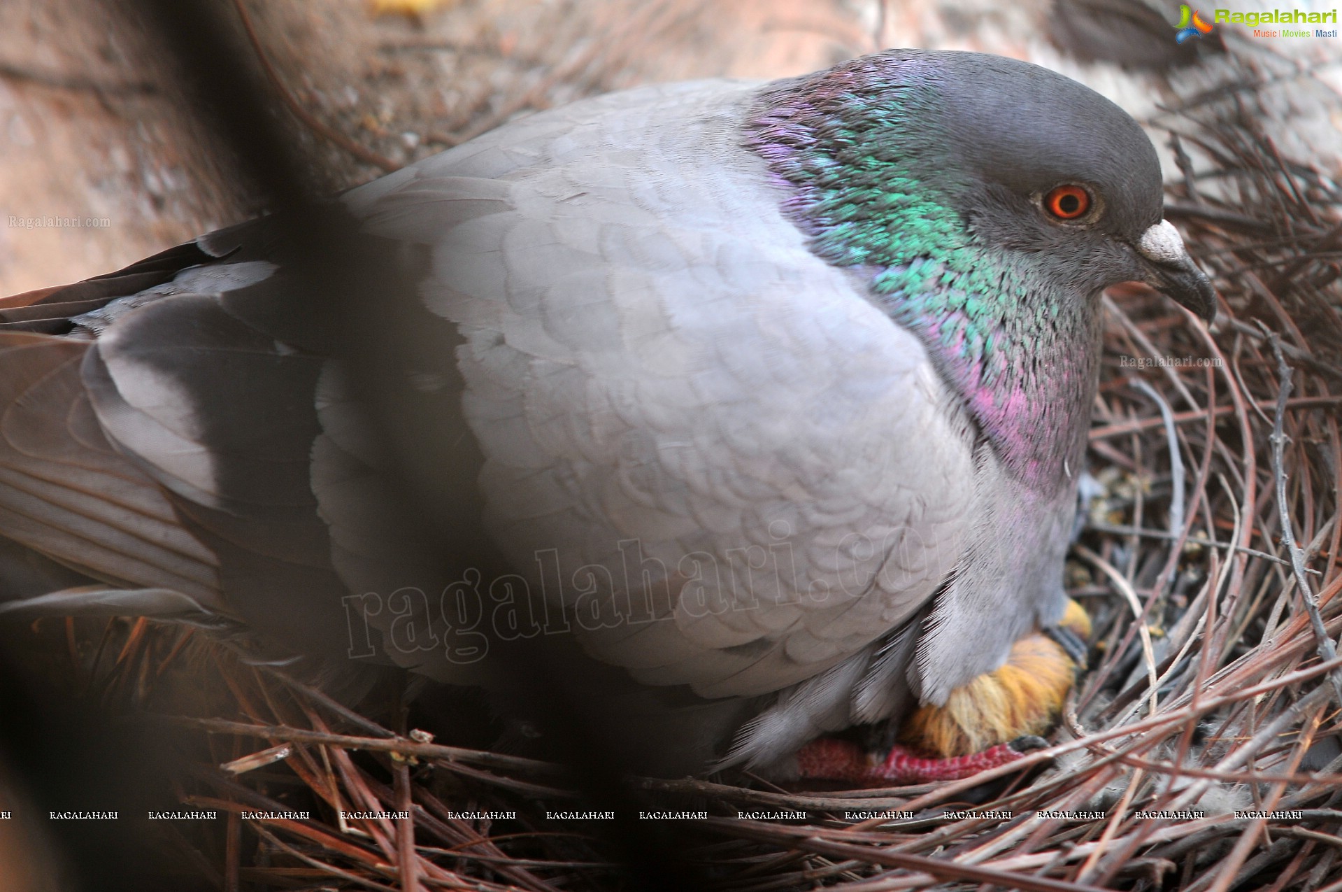 Pigeon with her Nestlings - Nikhil's Photography