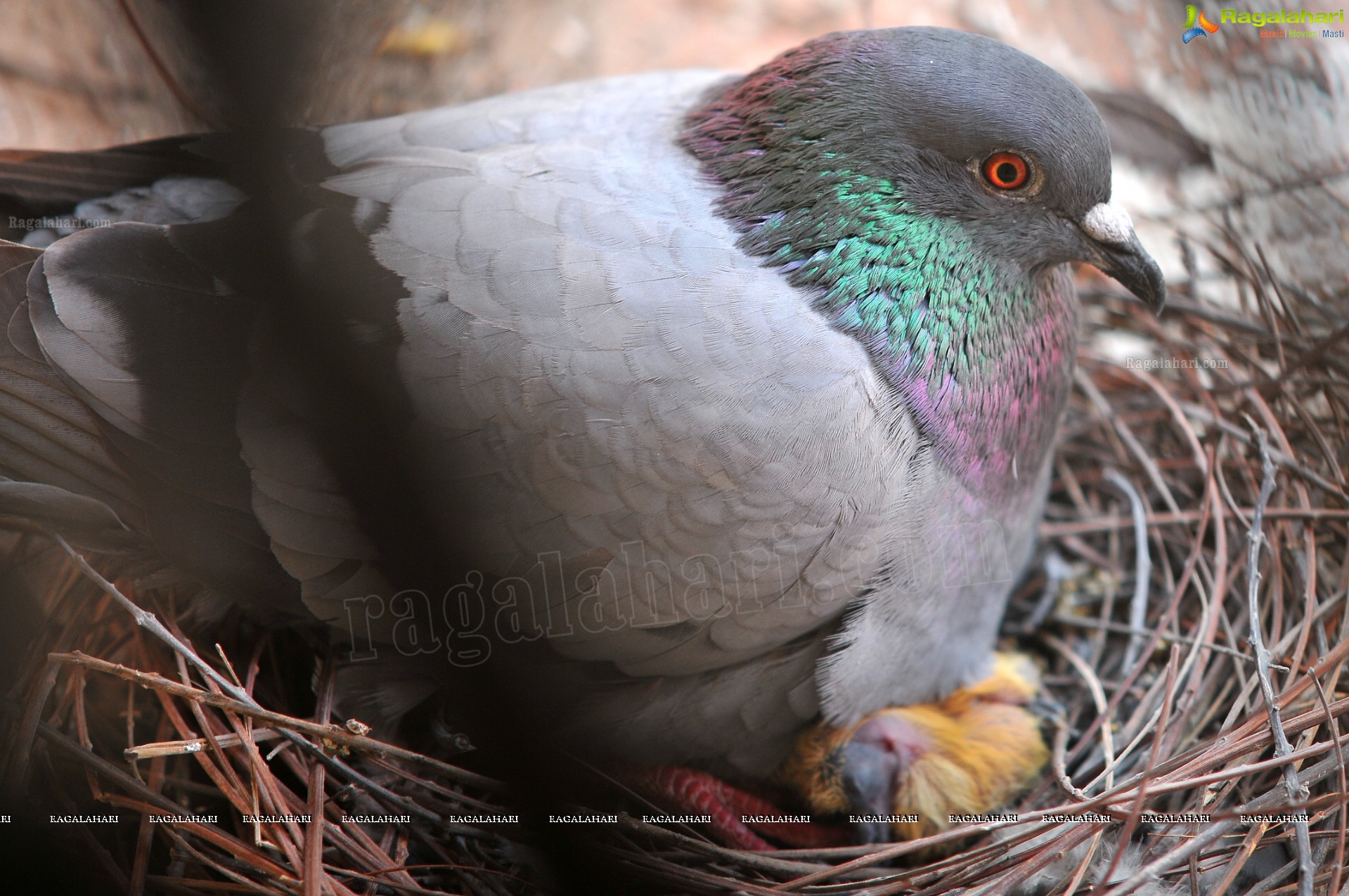 Pigeon with her Nestlings - Nikhil's Photography