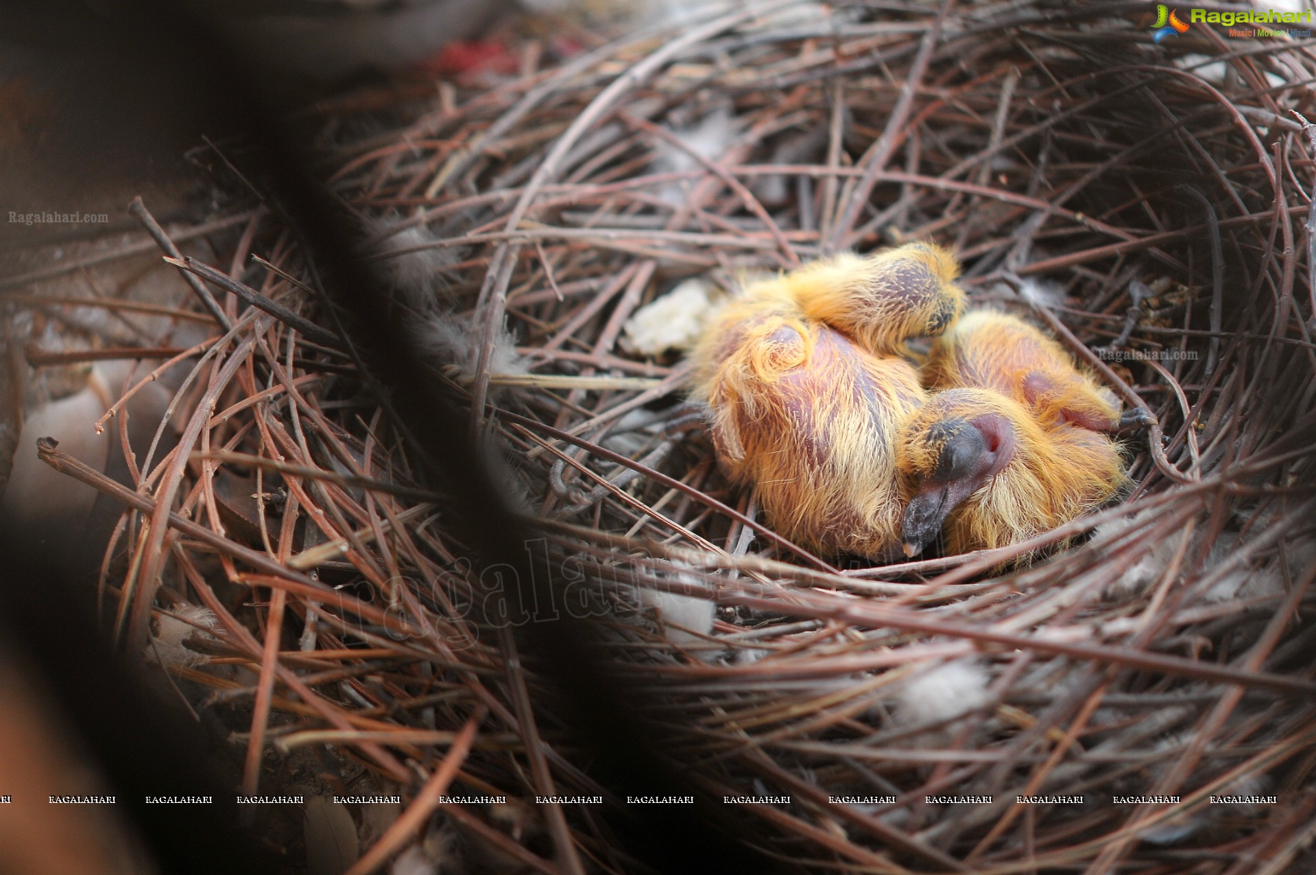 Pigeon with her Nestlings - Nikhil's Photography