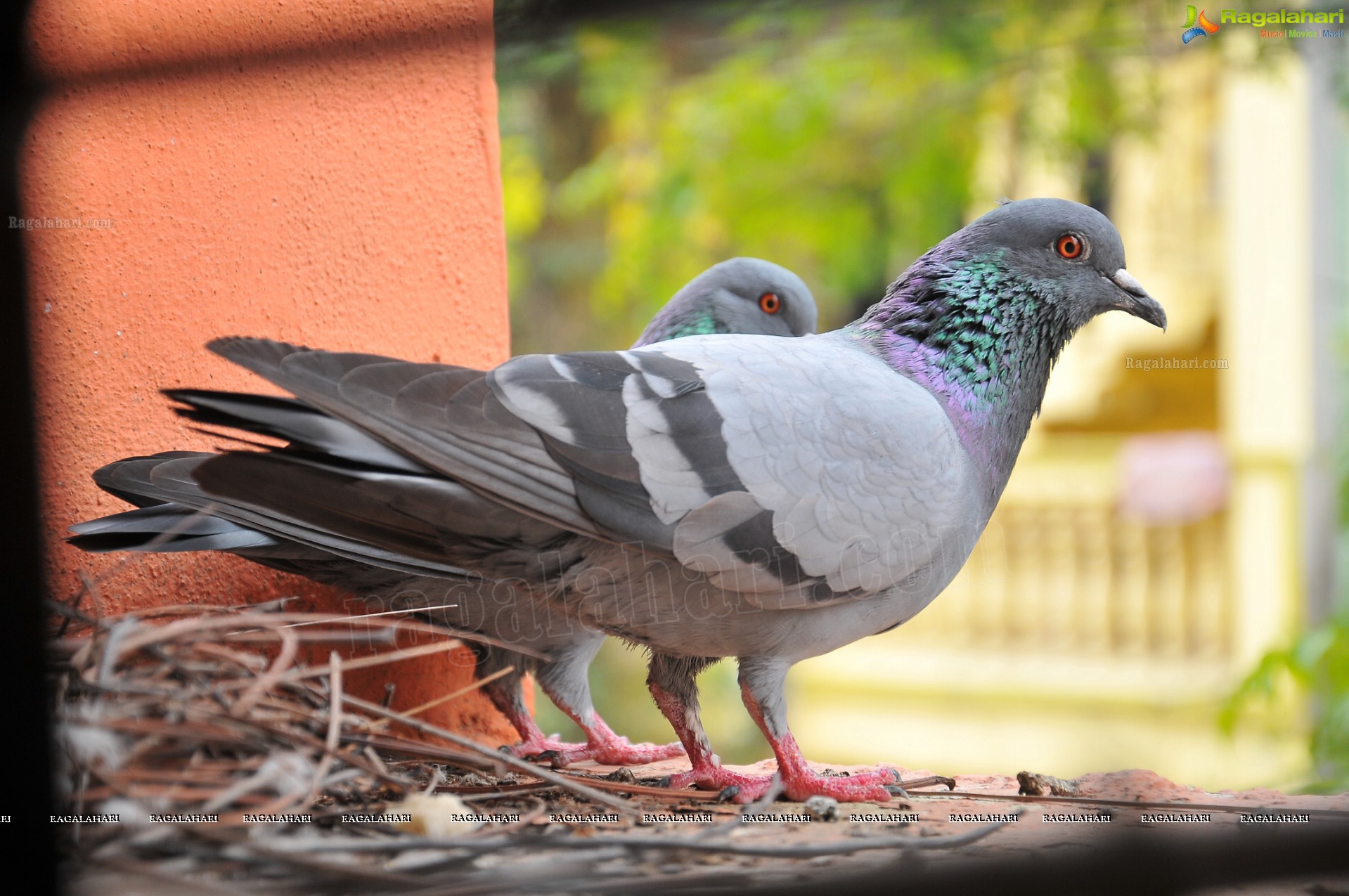 Pigeon with her Nestlings - Nikhil's Photography