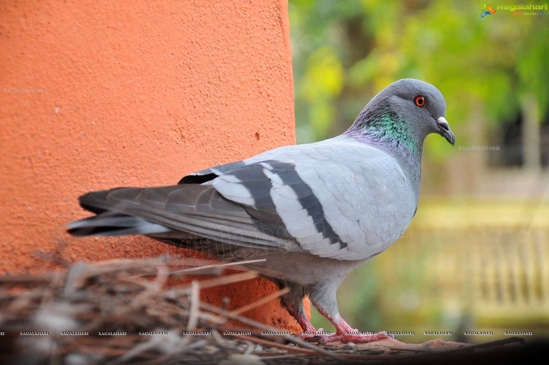 Pigeon with her Nestlings - Nikhil's Photography