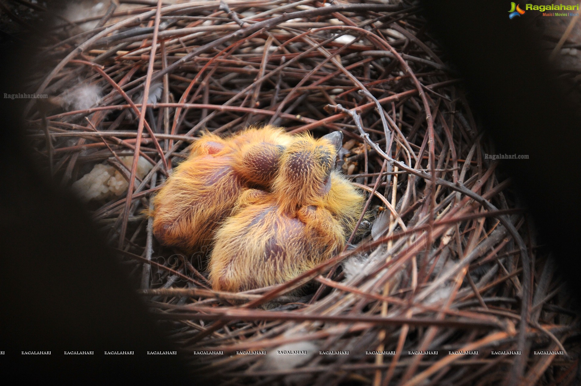 Pigeon with her Nestlings - Nikhil's Photography