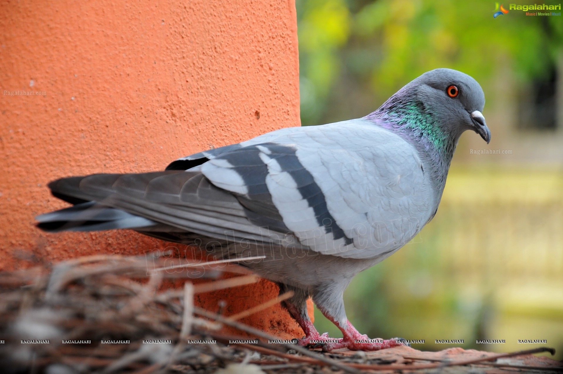 Pigeon with her Nestlings - Nikhil's Photography