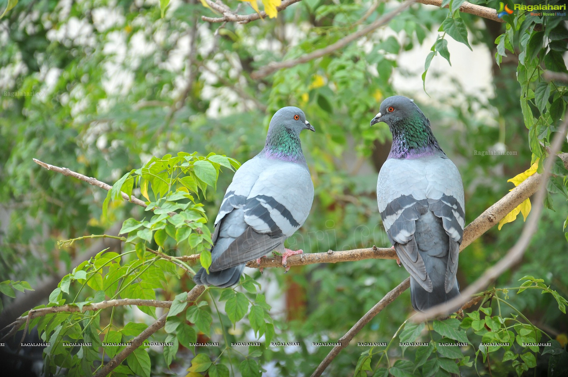 Pigeon with her Nestlings - Nikhil's Photography