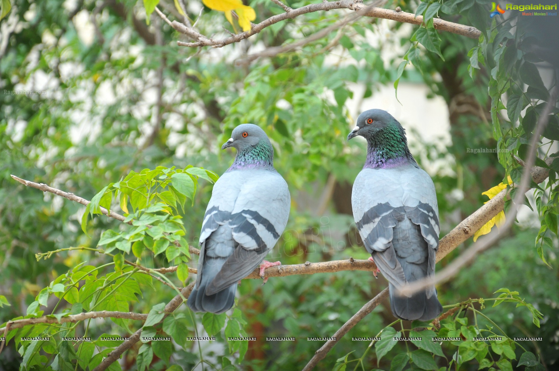 Pigeon with her Nestlings - Nikhil's Photography