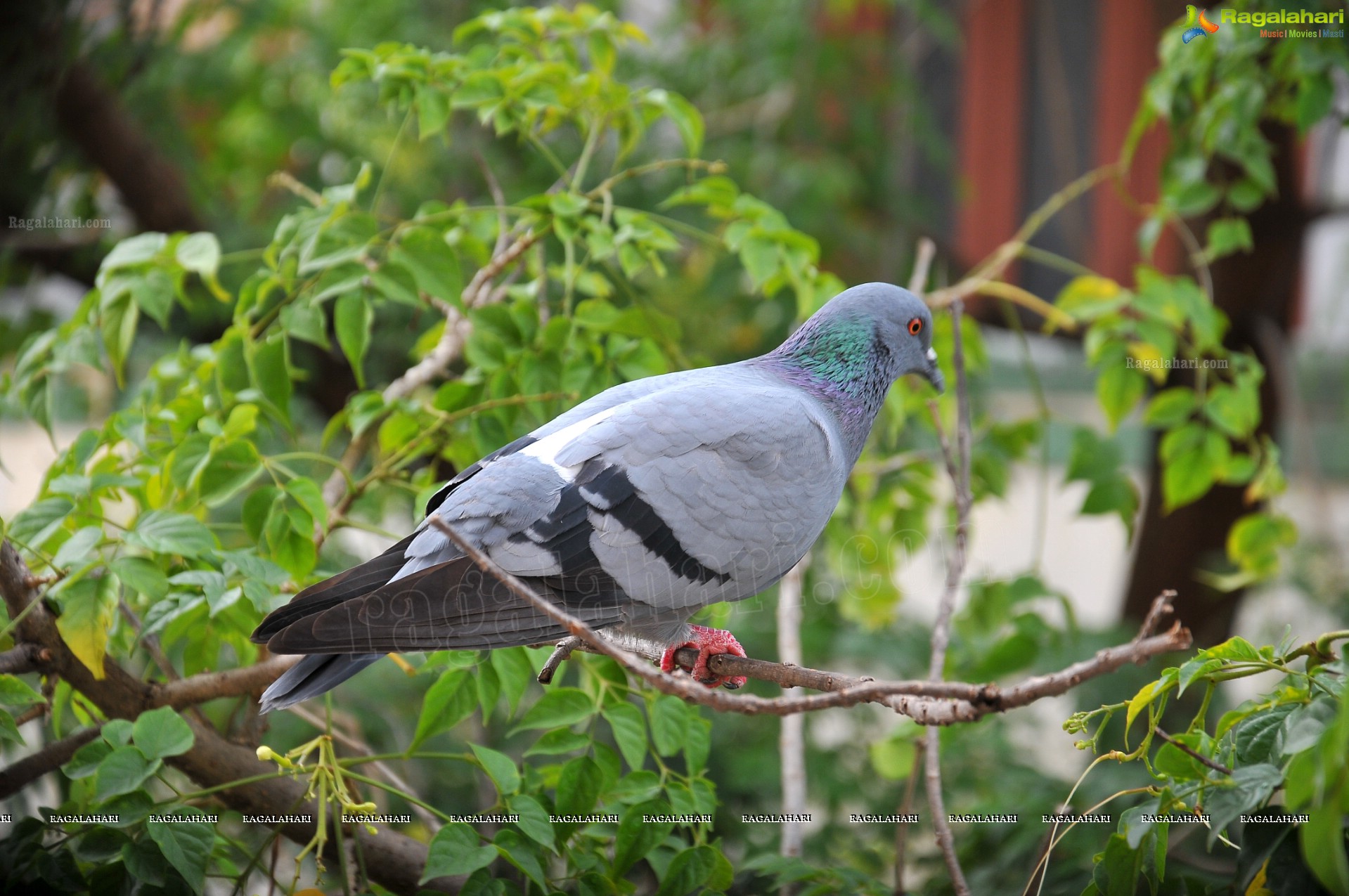 Pigeon with her Nestlings - Nikhil's Photography