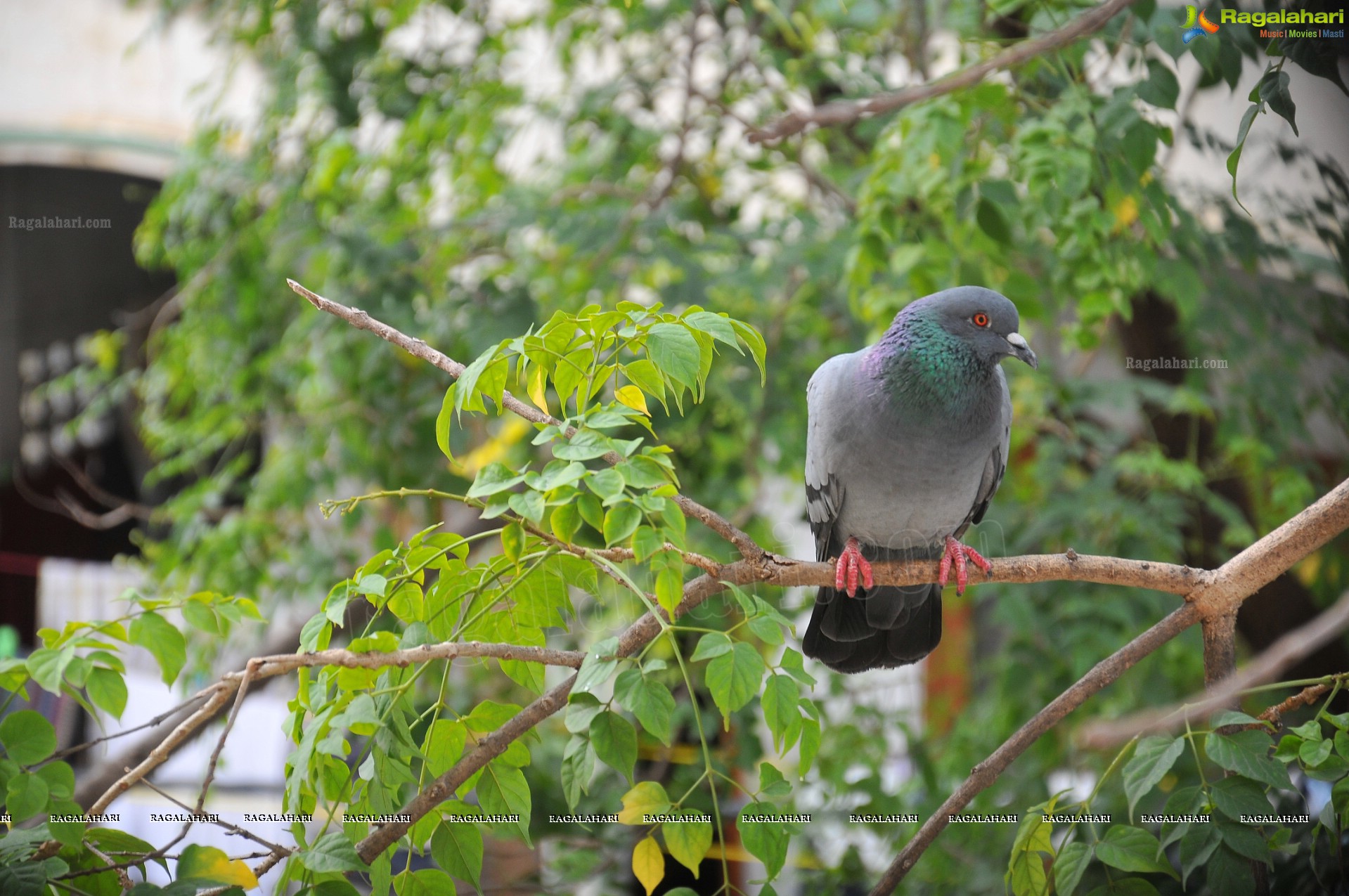 Pigeon with her Nestlings - Nikhil's Photography