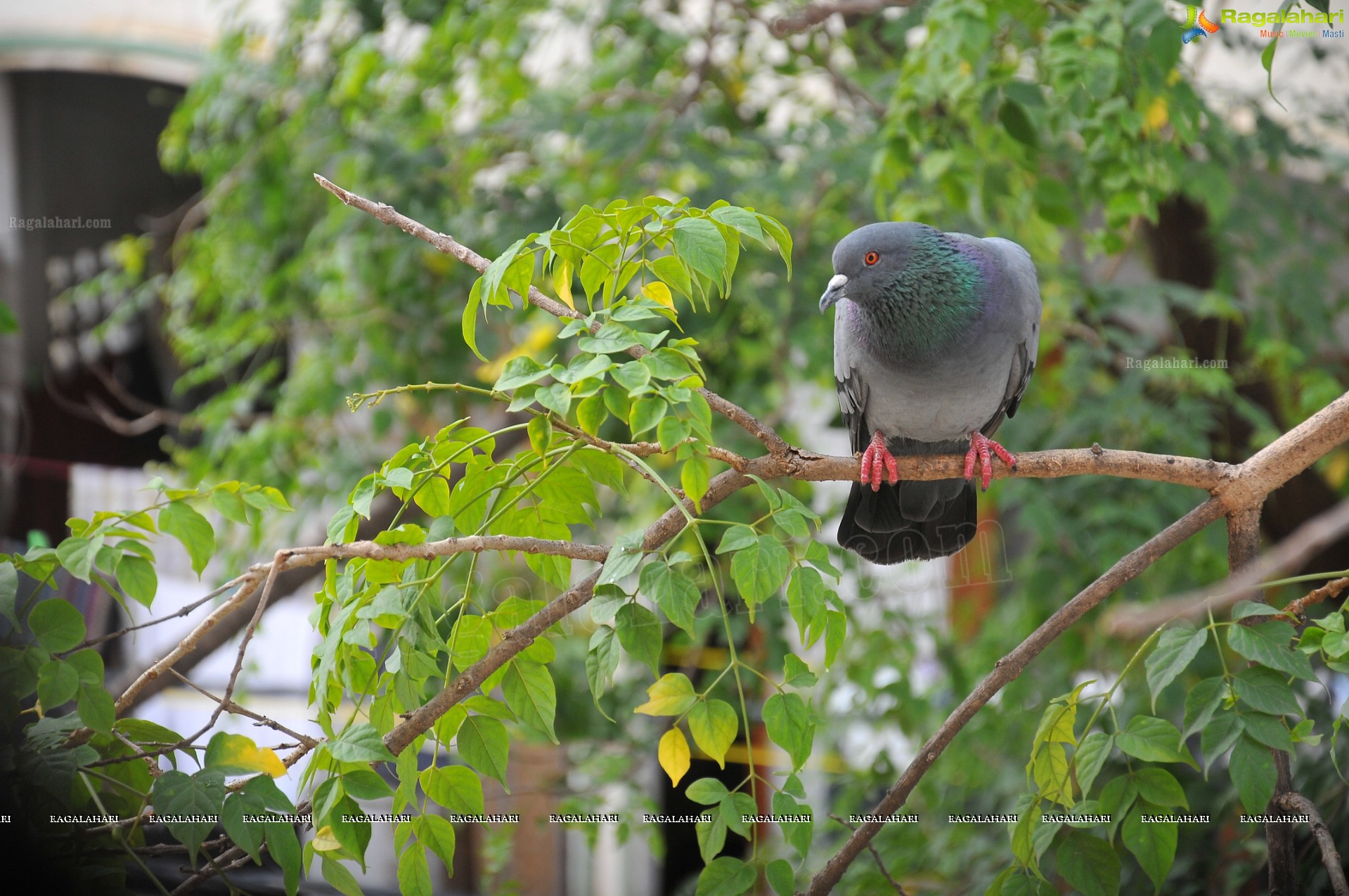 Pigeon with her Nestlings - Nikhil's Photography