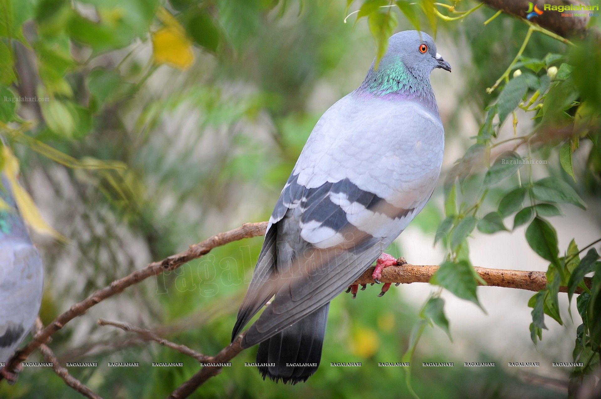 Pigeon with her Nestlings - Nikhil's Photography