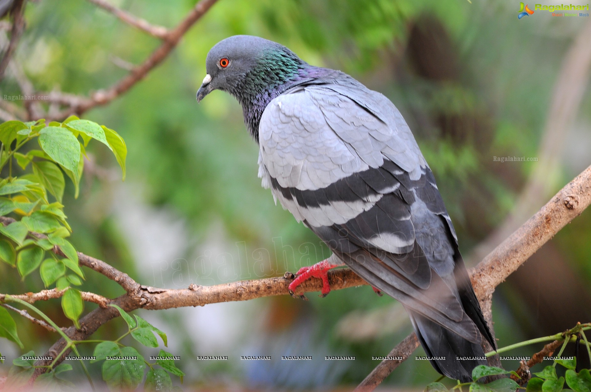 Pigeon with her Nestlings - Nikhil's Photography