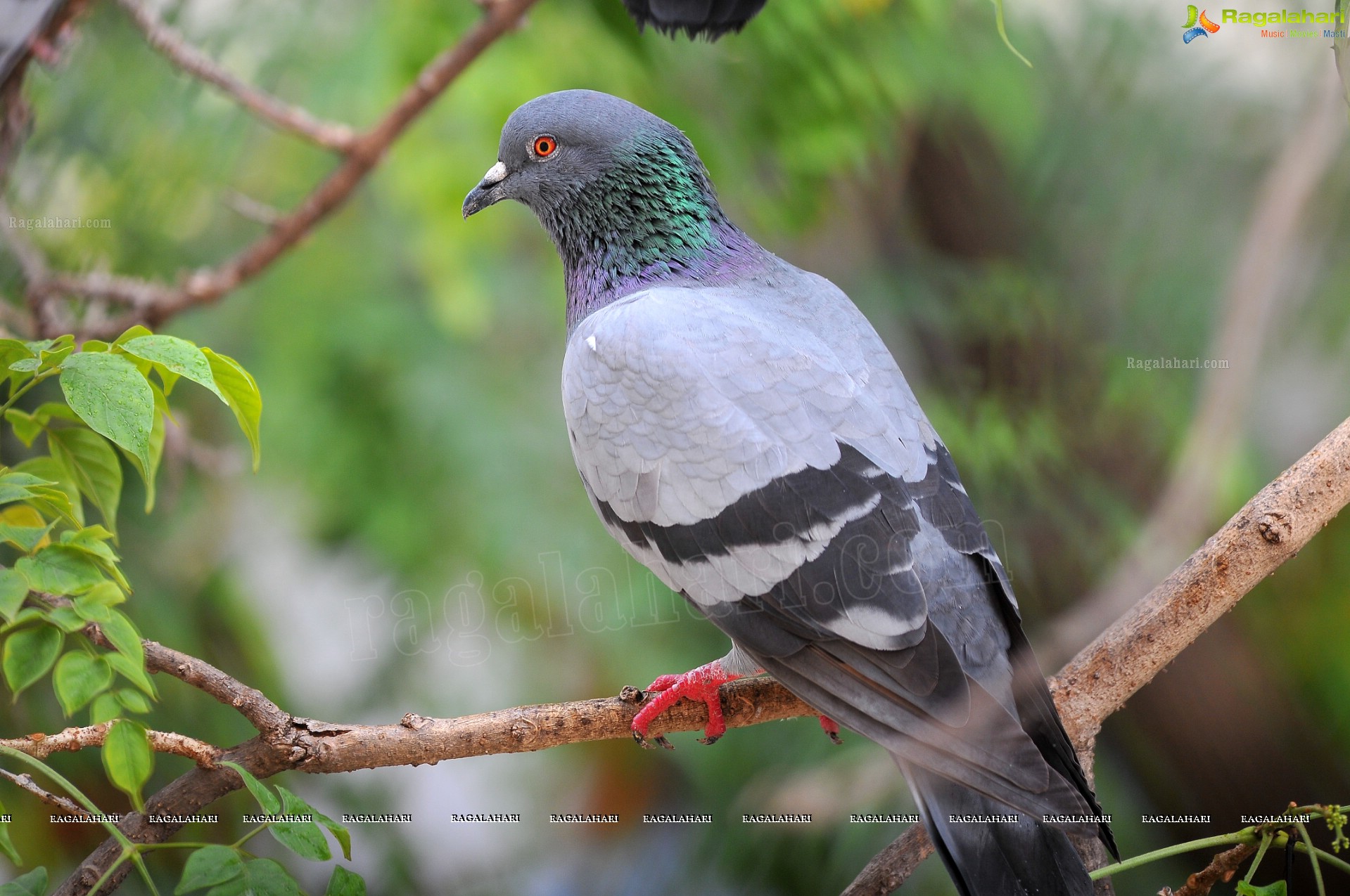 Pigeon with her Nestlings - Nikhil's Photography