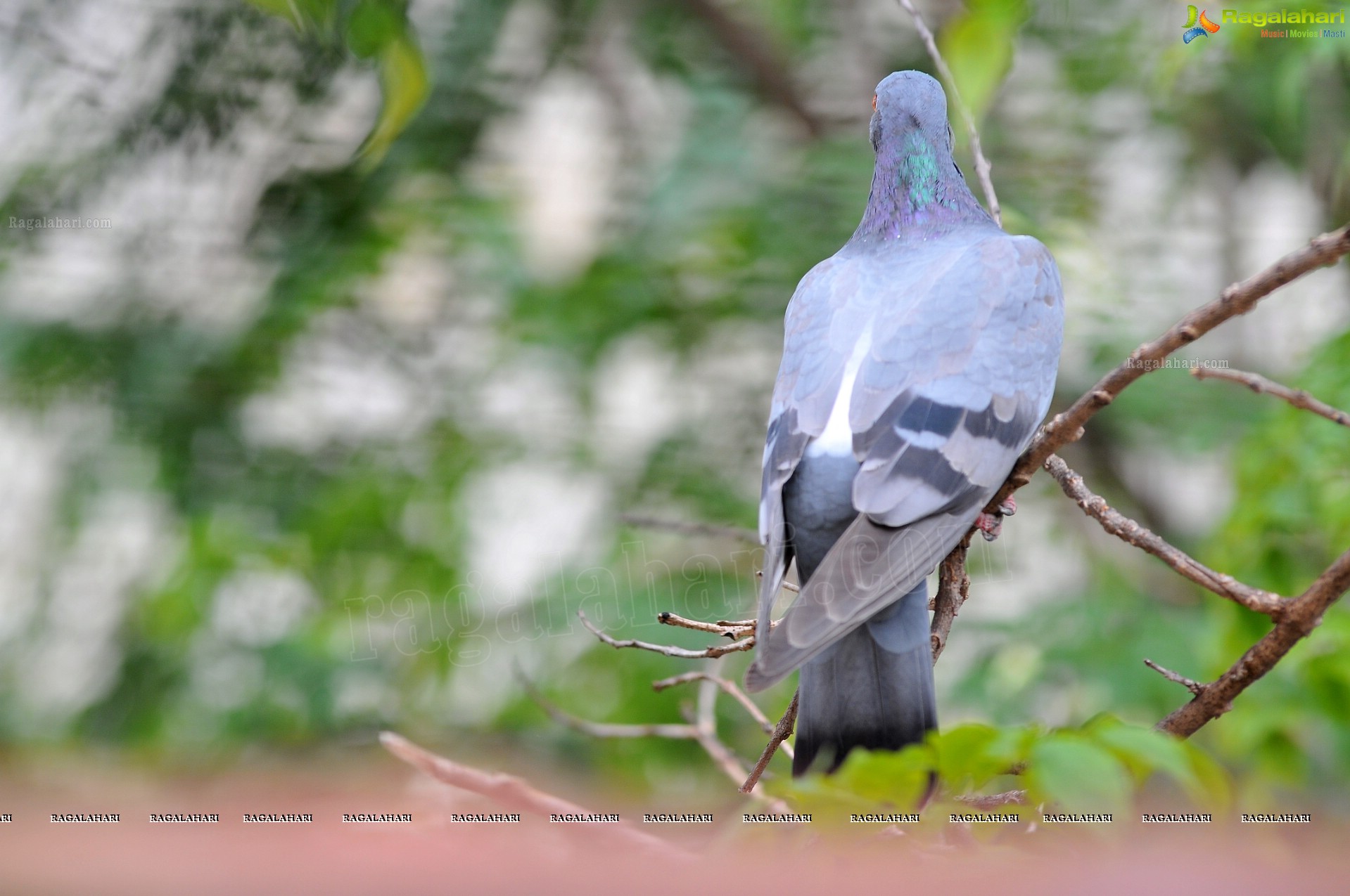 Pigeon with her Nestlings - Nikhil's Photography