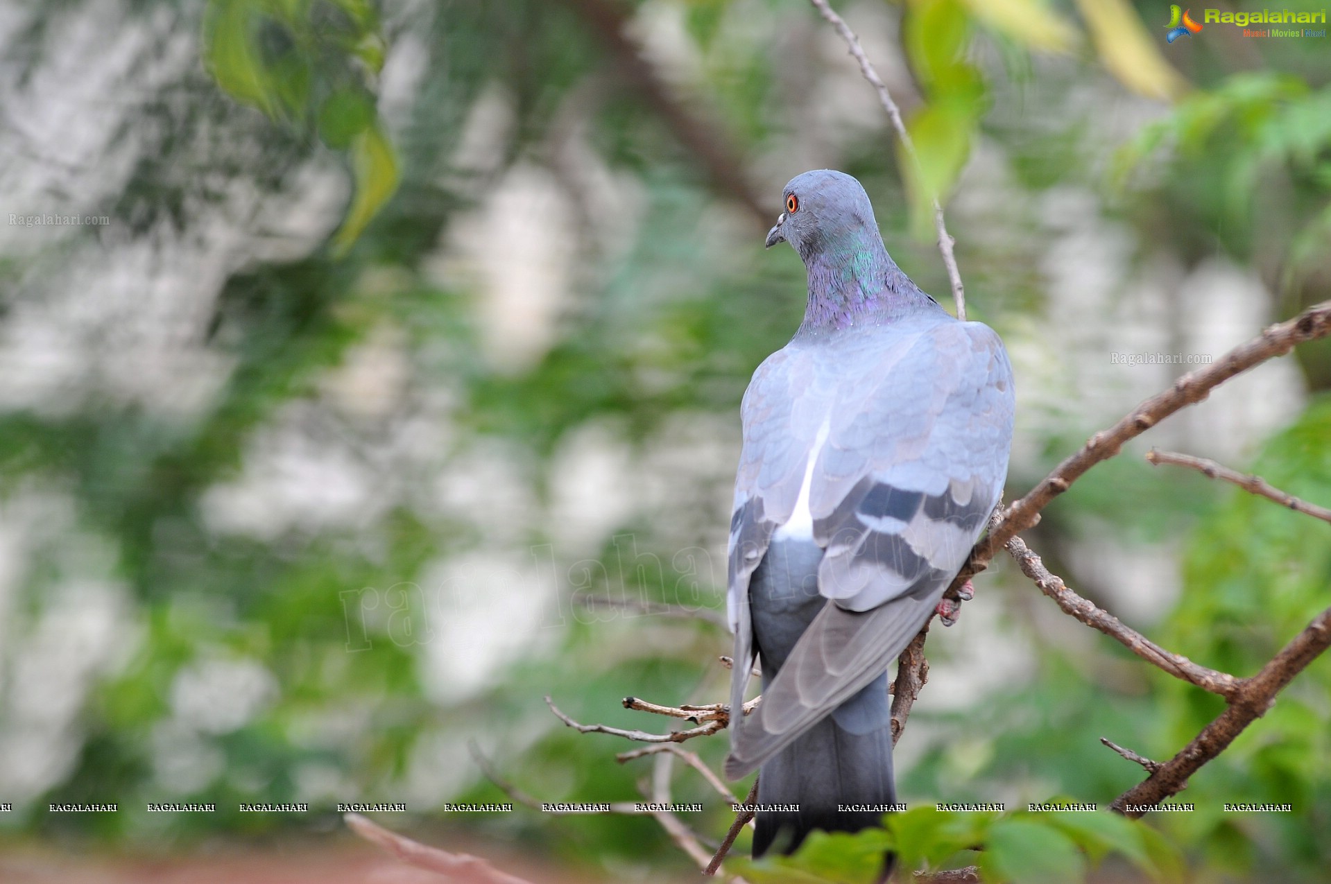 Pigeon with her Nestlings - Nikhil's Photography