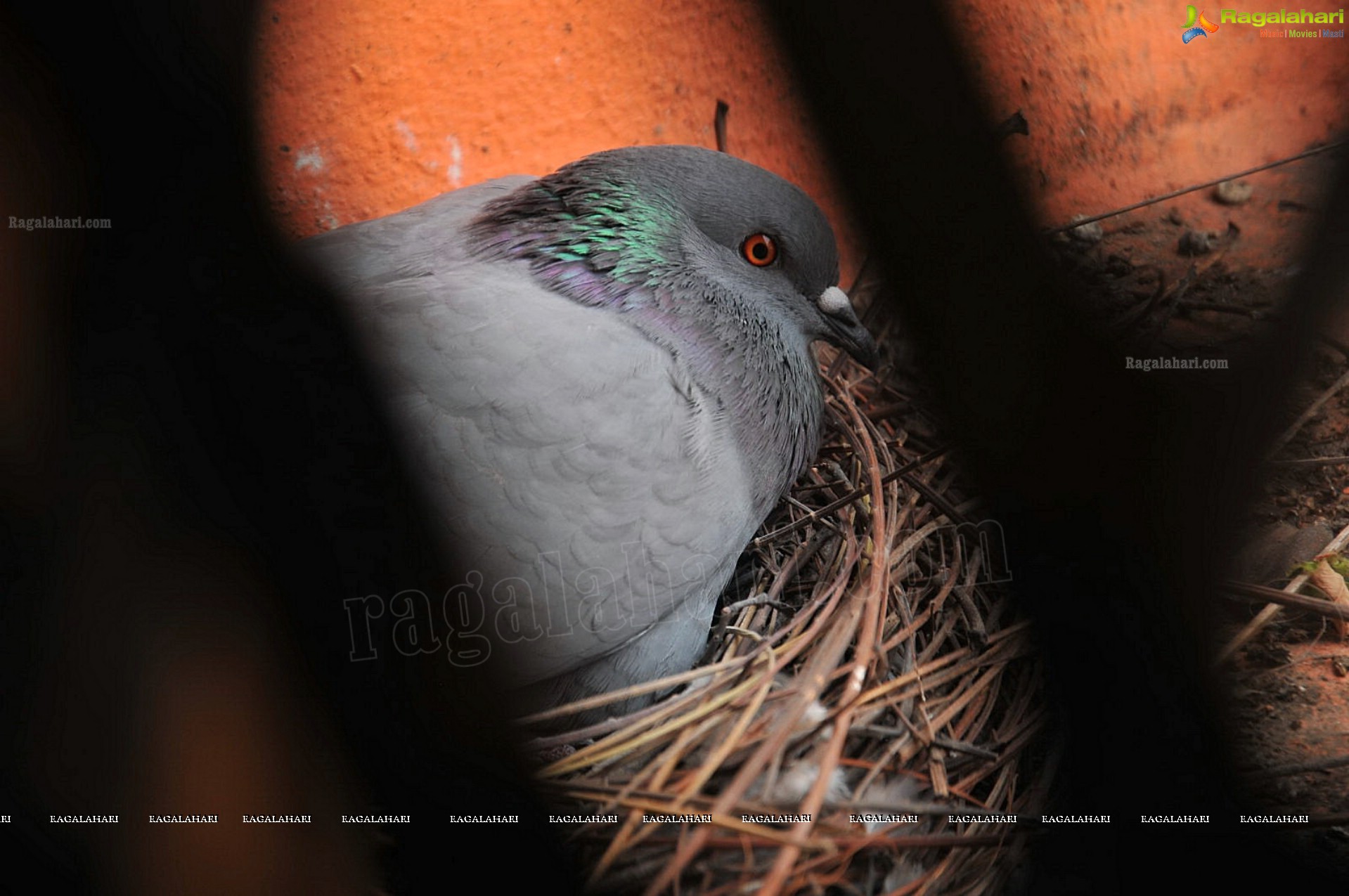 Pigeon with her Nestlings - Nikhil's Photography