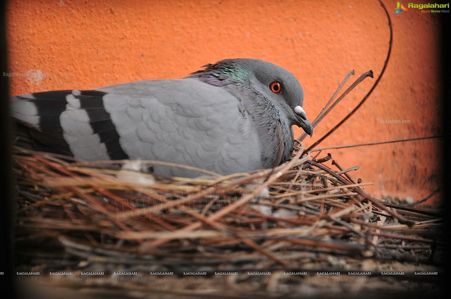 Pigeon with her Nestlings - Nikhil's Photography